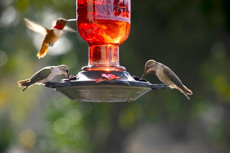 What Should You Hang A Humming bird Feeder On