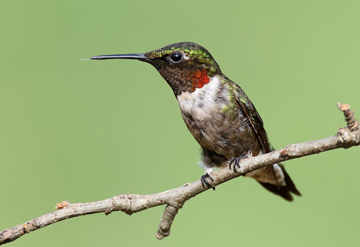 What are Hummingbirds
