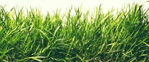 When Is the Best Time to Plant Grass Seed