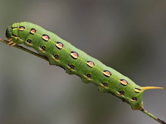 White-Lined Sphinx Moth Caterpillar