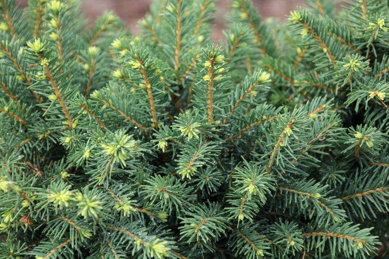 White Spruce