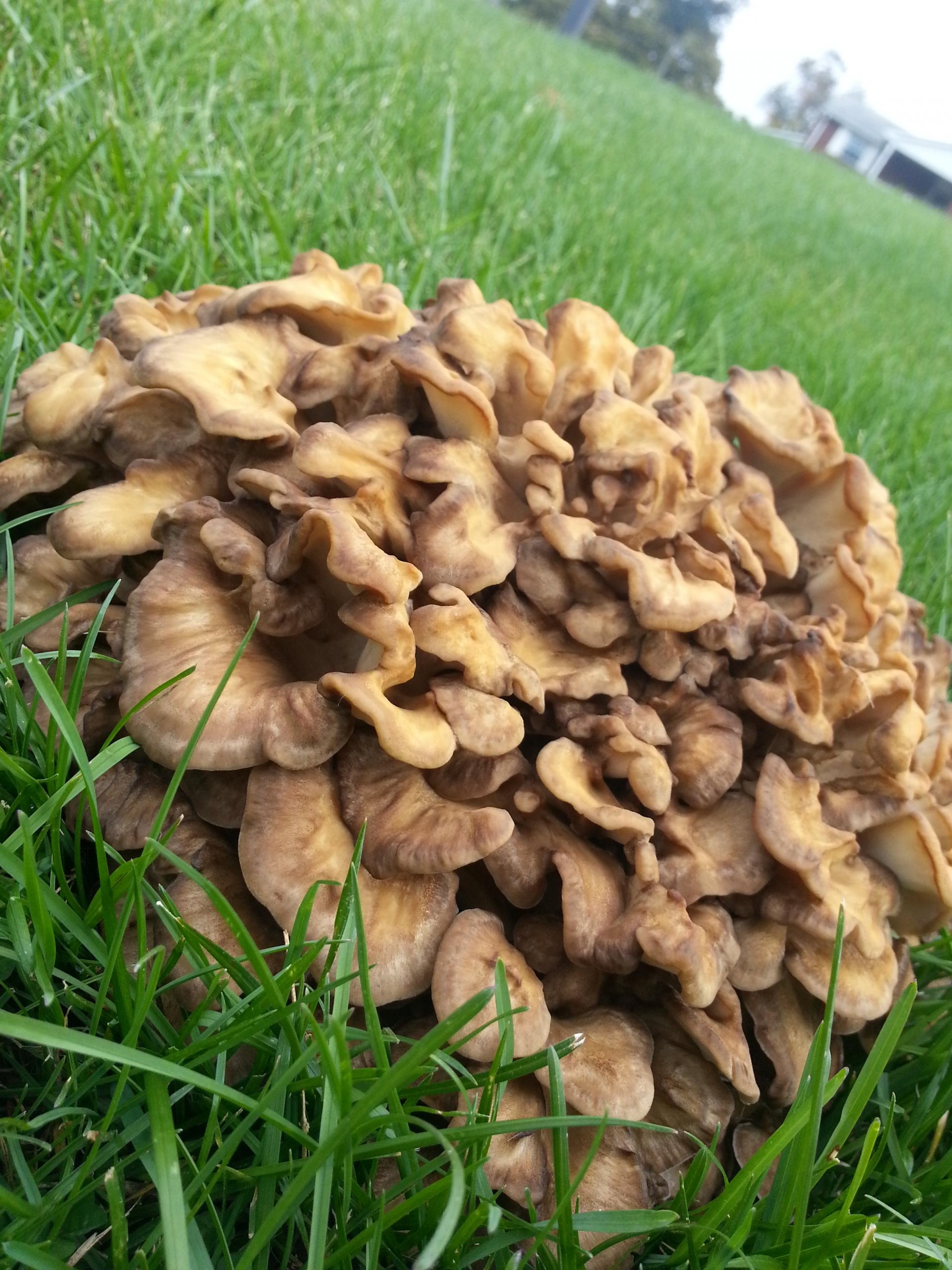 Why Do Mushrooms Grow in Your Yard
