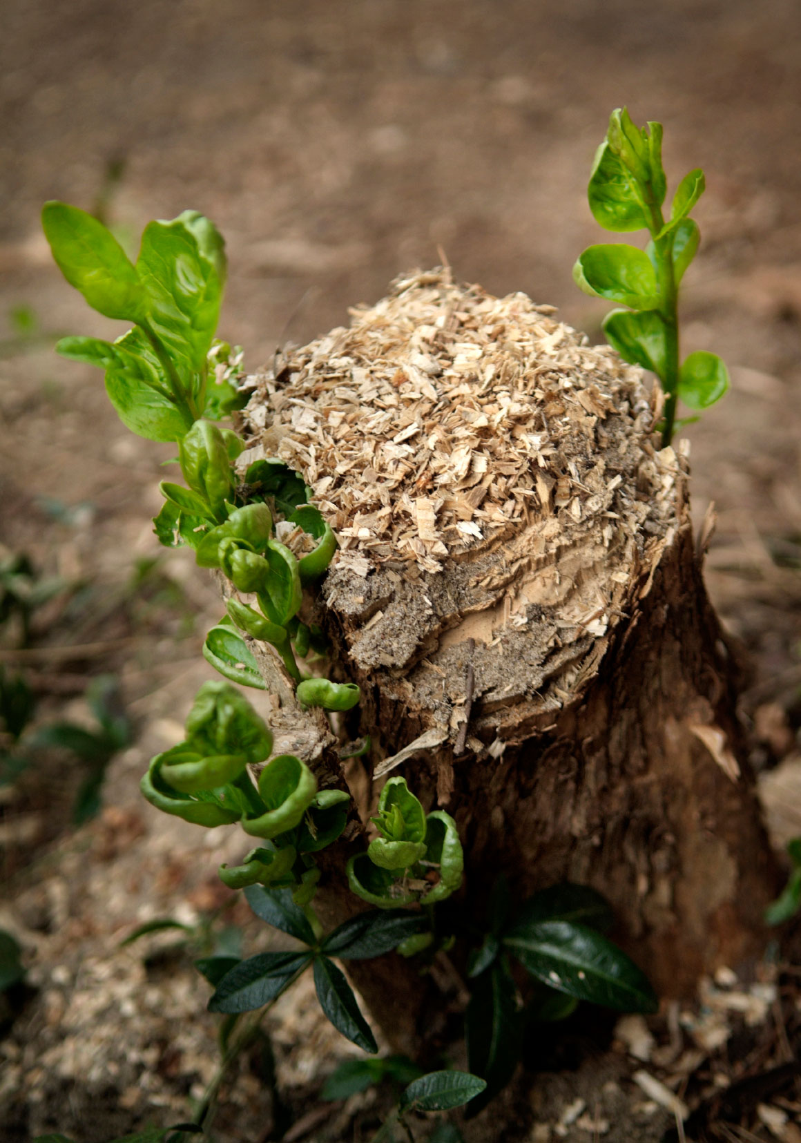 how to stop tree stumps from sprouting
