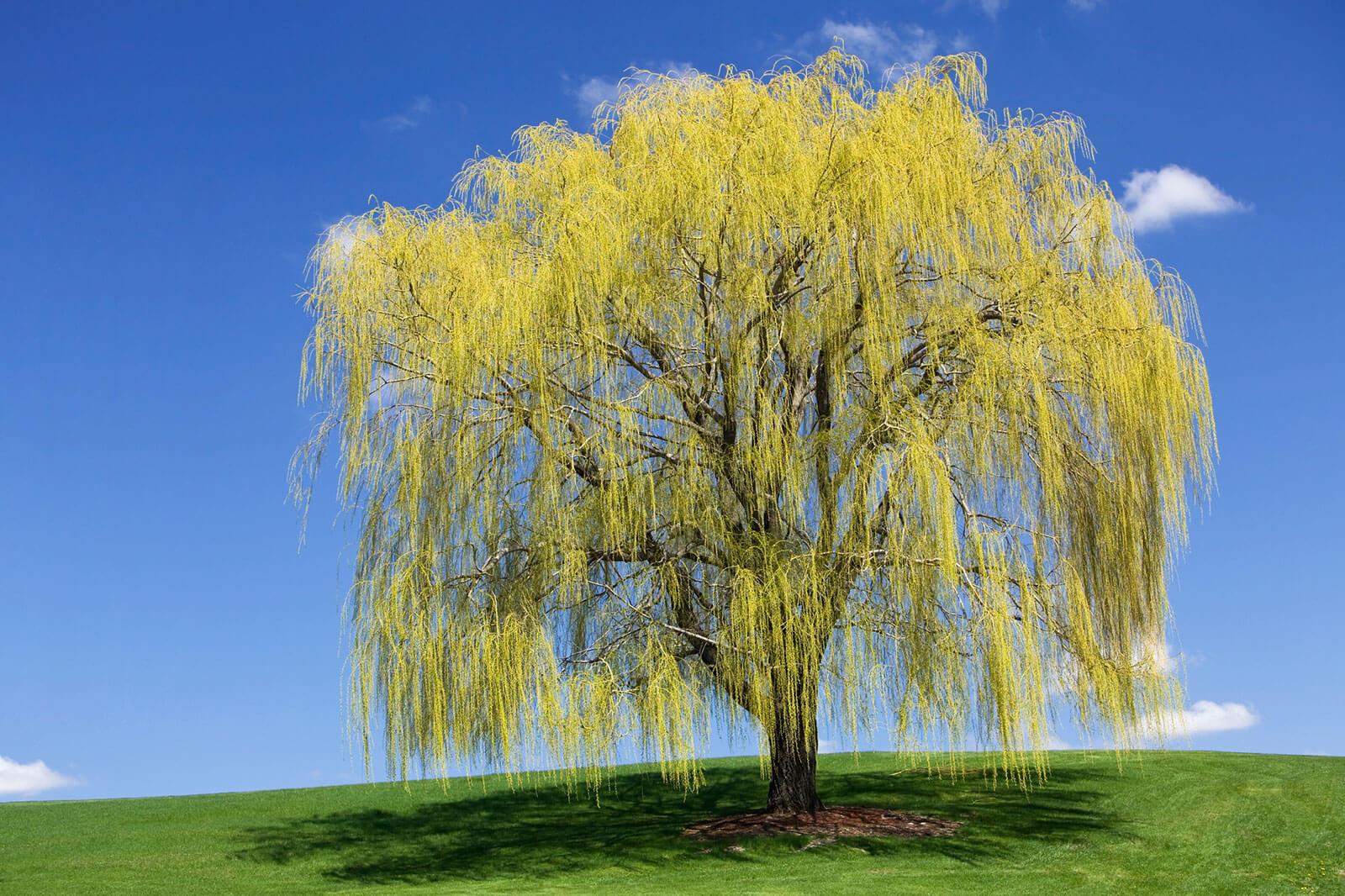 Willow Trees