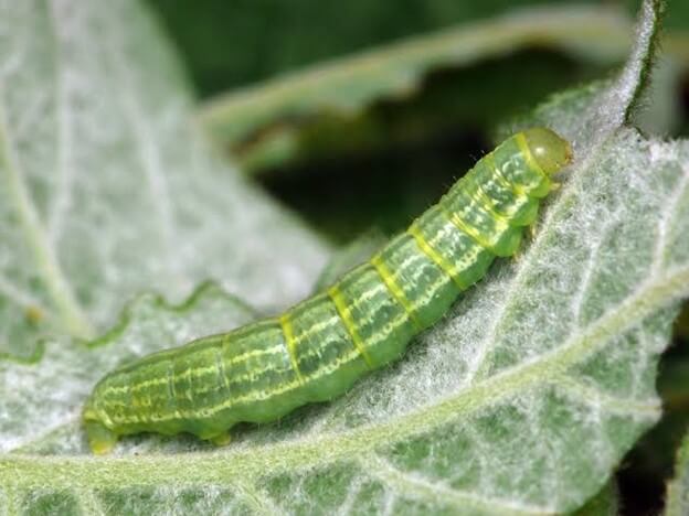 Winter Moth Caterpillar A.K.A. inchworm