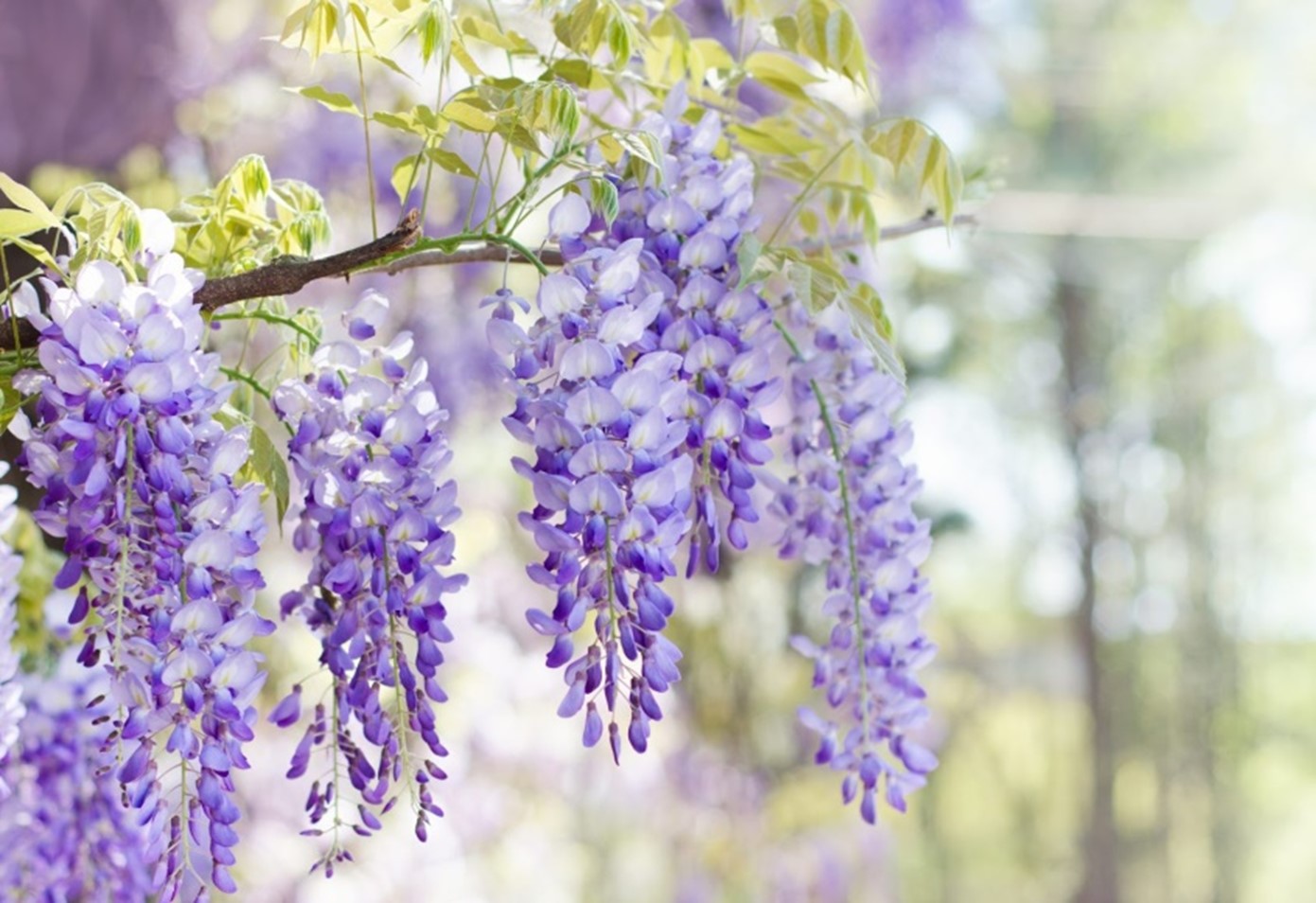 Wisteria Tree