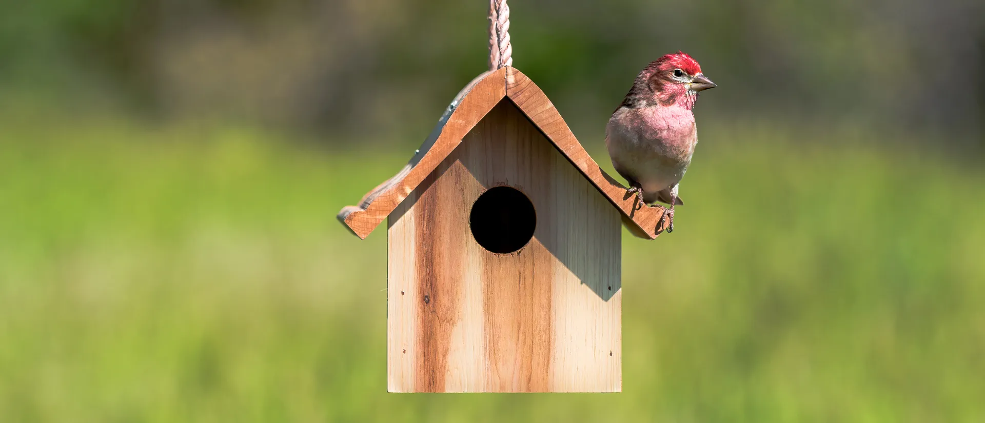 Wrens and Chickadees Bird House