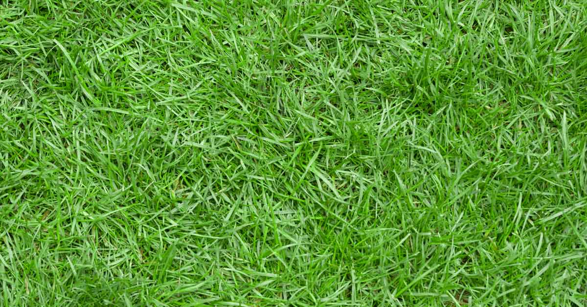 Zoysia Grass