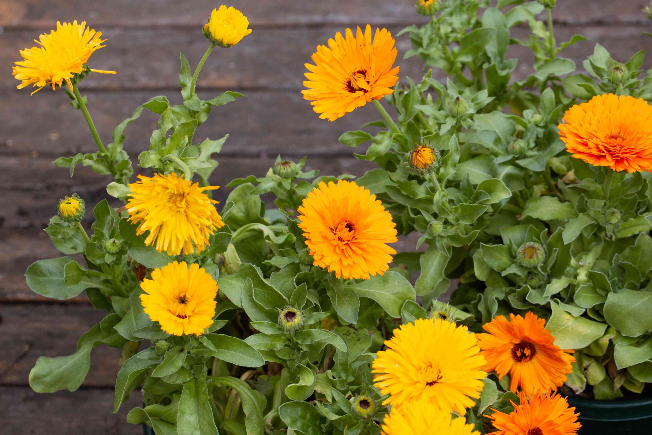 calendula