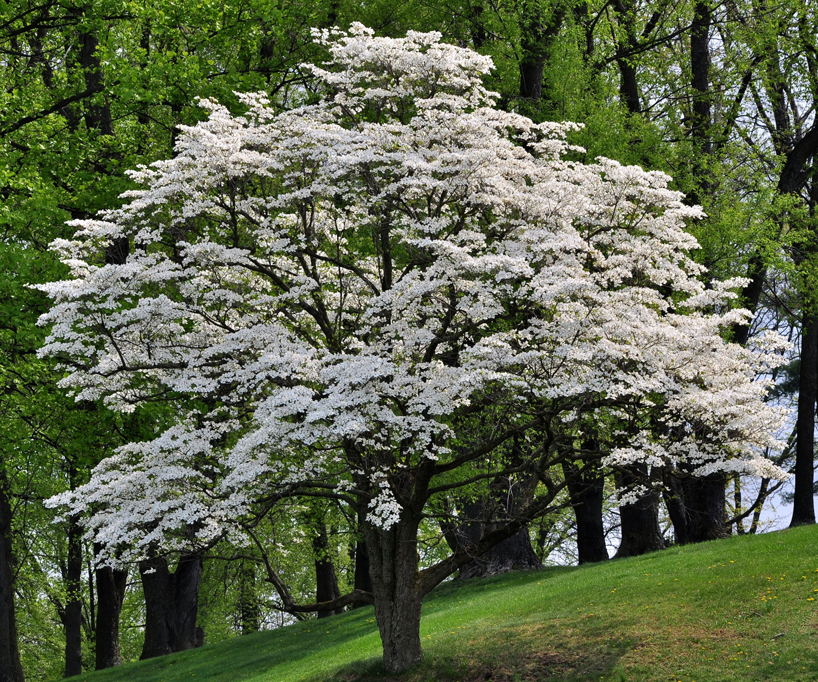 what does the dogwood tree symbolize