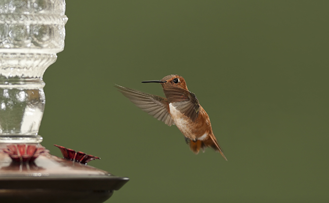 Flying Humming bird