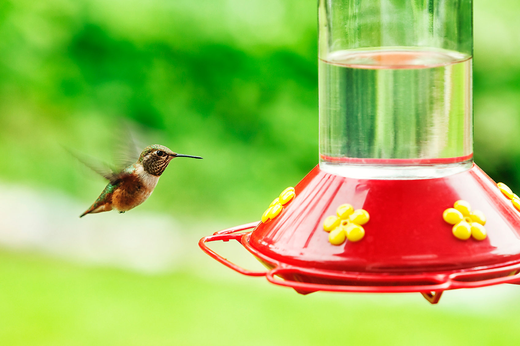 humming birds