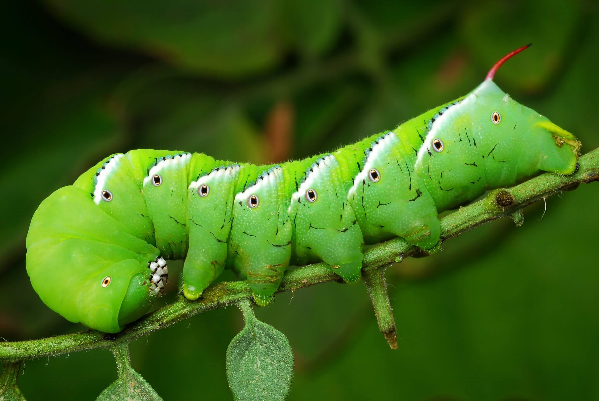 Caterpillar Identification: A Visual Guide To 32 Types Of, 41% OFF