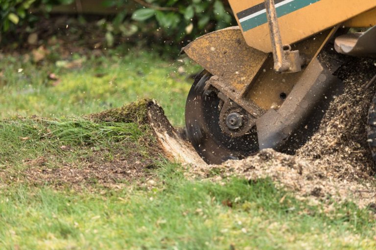 How to Stop Tree Stumps from Sprouting: 7 Ways - EatHappyProject