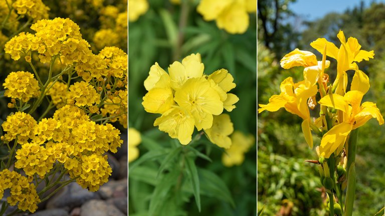 14 Yellow Flowering Herbs: The Most Beautiful Herbs with Yellow Flowers