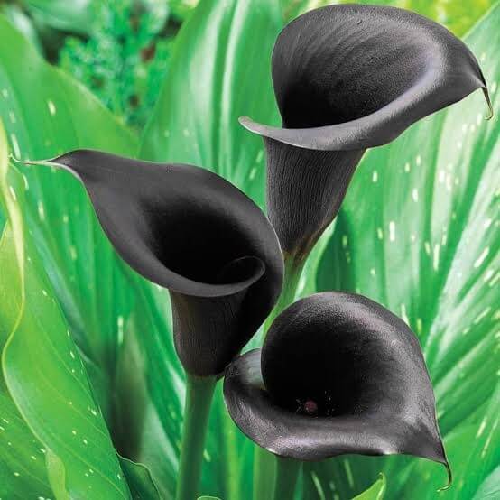 ‘Odessa’ and ‘Black Forest’ Calla Lily (Zantedeschia)