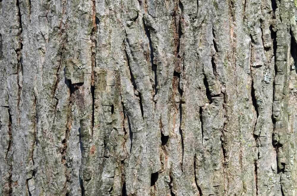 Hickory Tree Bark