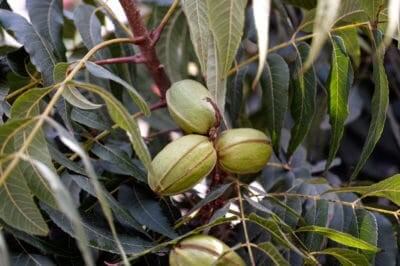 Hickory Tree Nuts