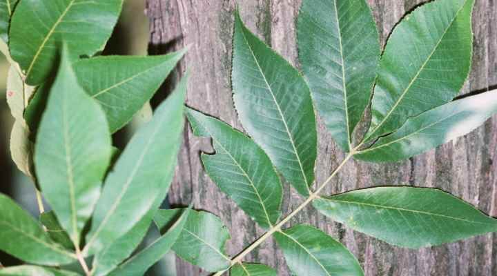  Hickory Tree leaves