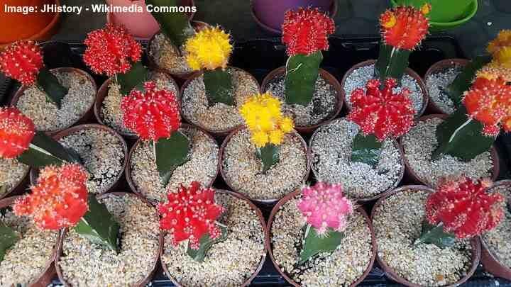 Origin of Grafted Cactus