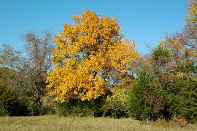 Types of Hickory trees