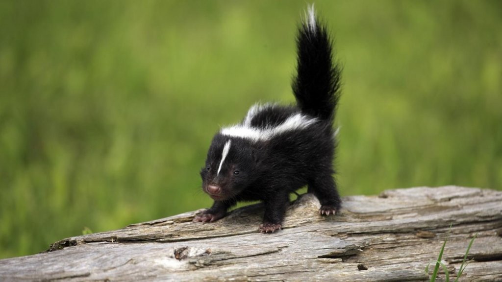 7 Tips to Get Rid of Skunks from Under Your Deck