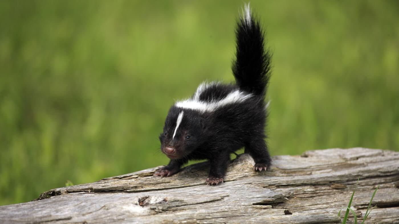 7 Tips to Get Rid of Skunks from Under Your Deck - EatHappyProject