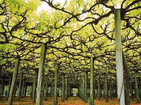 A World of Grape Vines