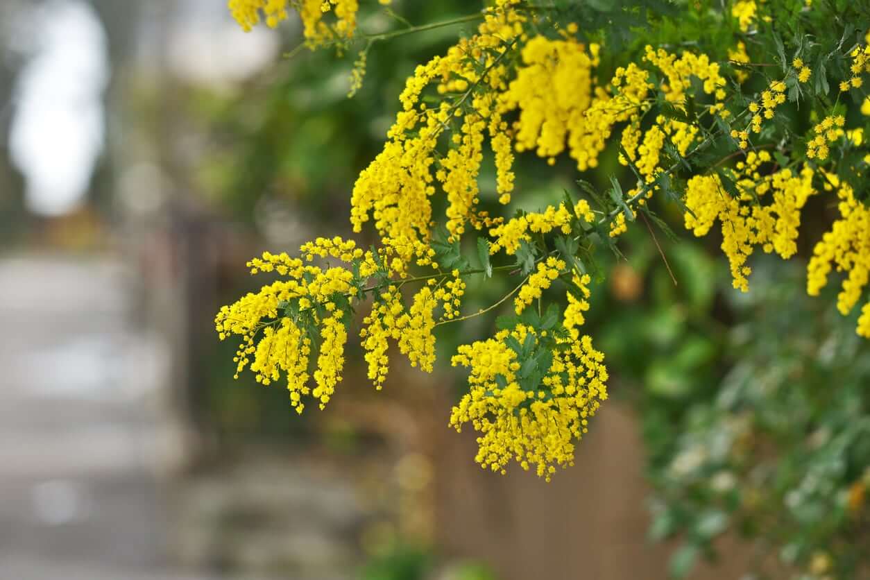 Acacia Bailey (Acacia baileyana)