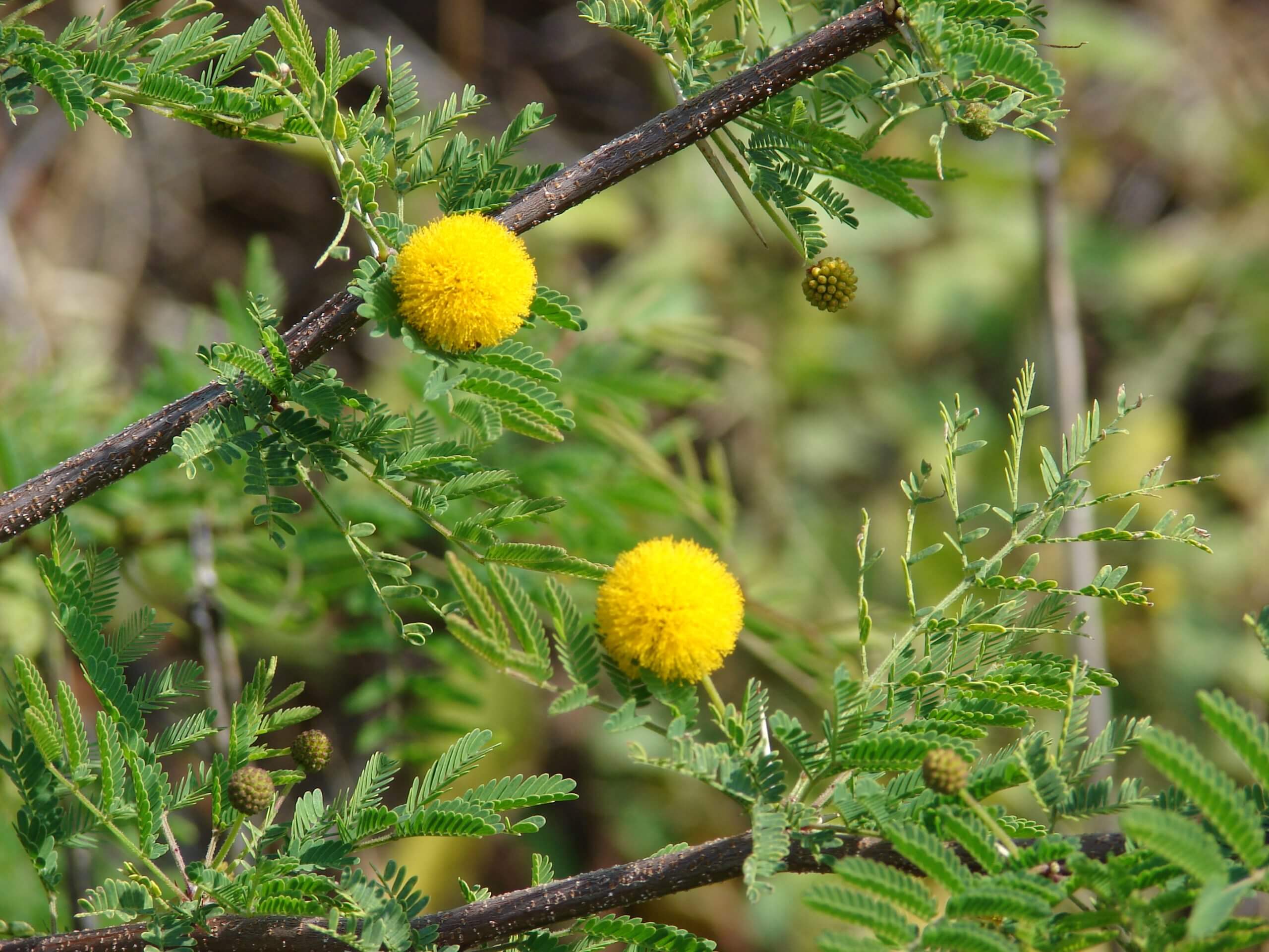 Acacia Farnesiana (Vachellia farnesiana)