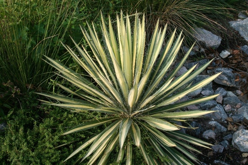 Adam’s Needle and Thread (Botanical name – Yucca Filamentosa)
