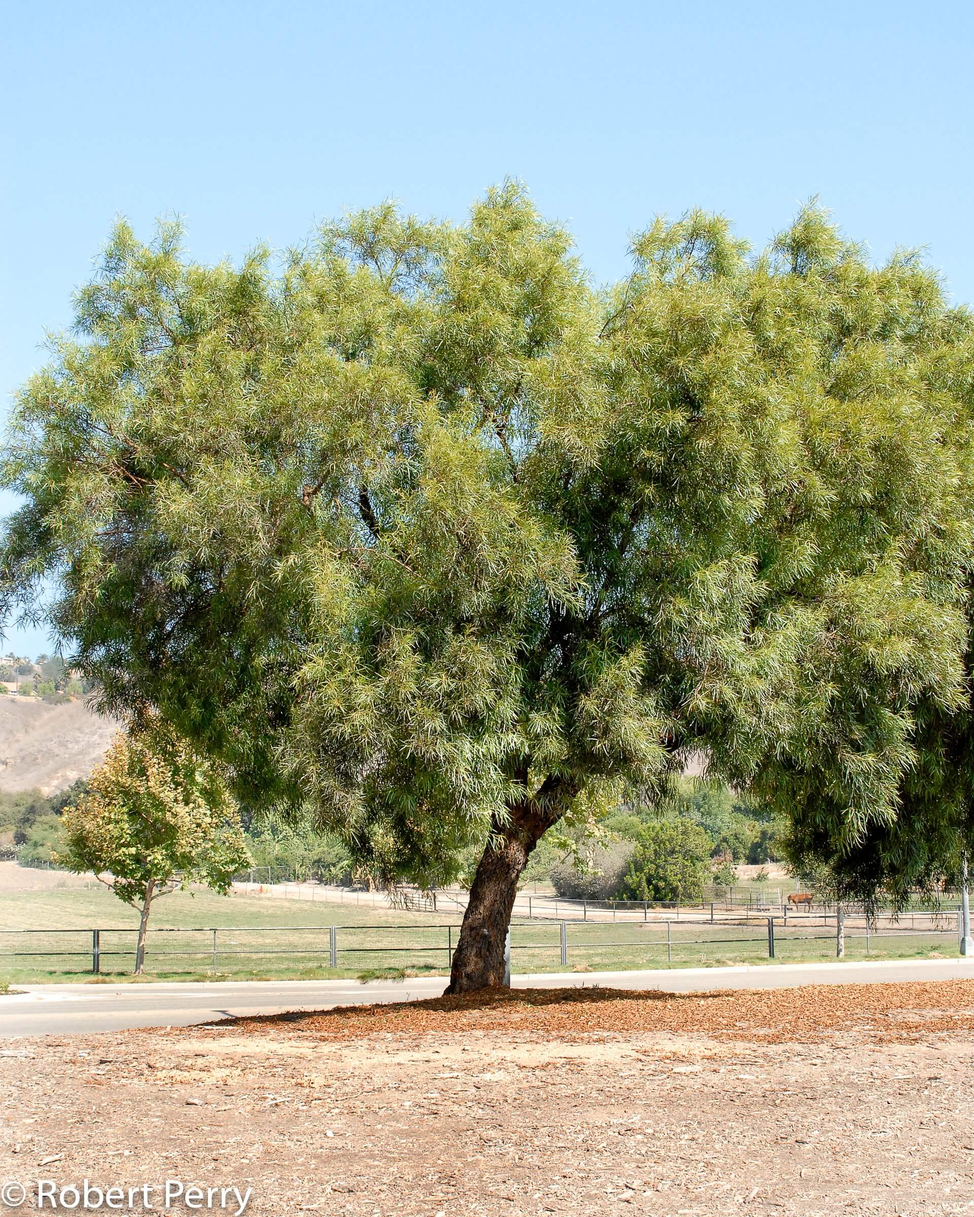 The Best Desert Trees with Picture and Names - EatHappyProject