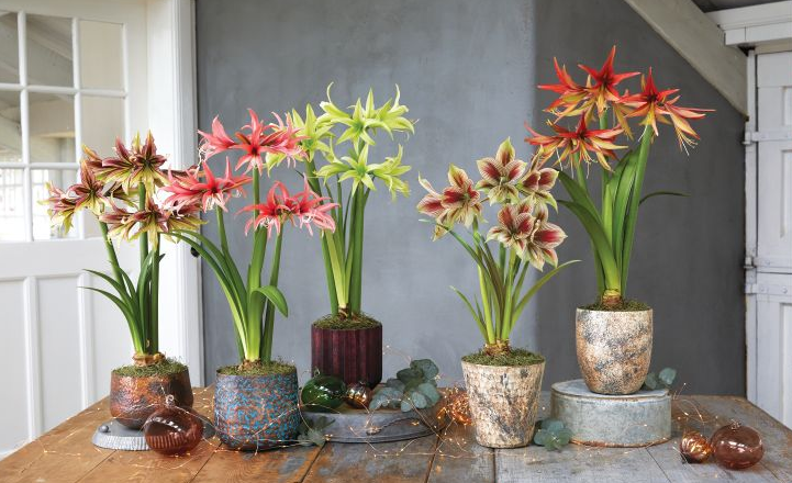 Amaryllis