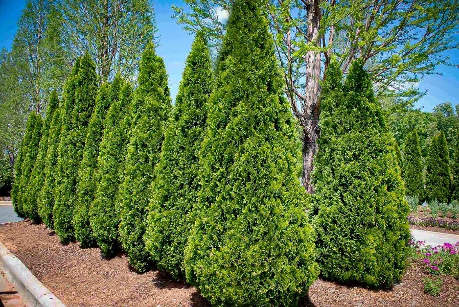 American Arborvitae