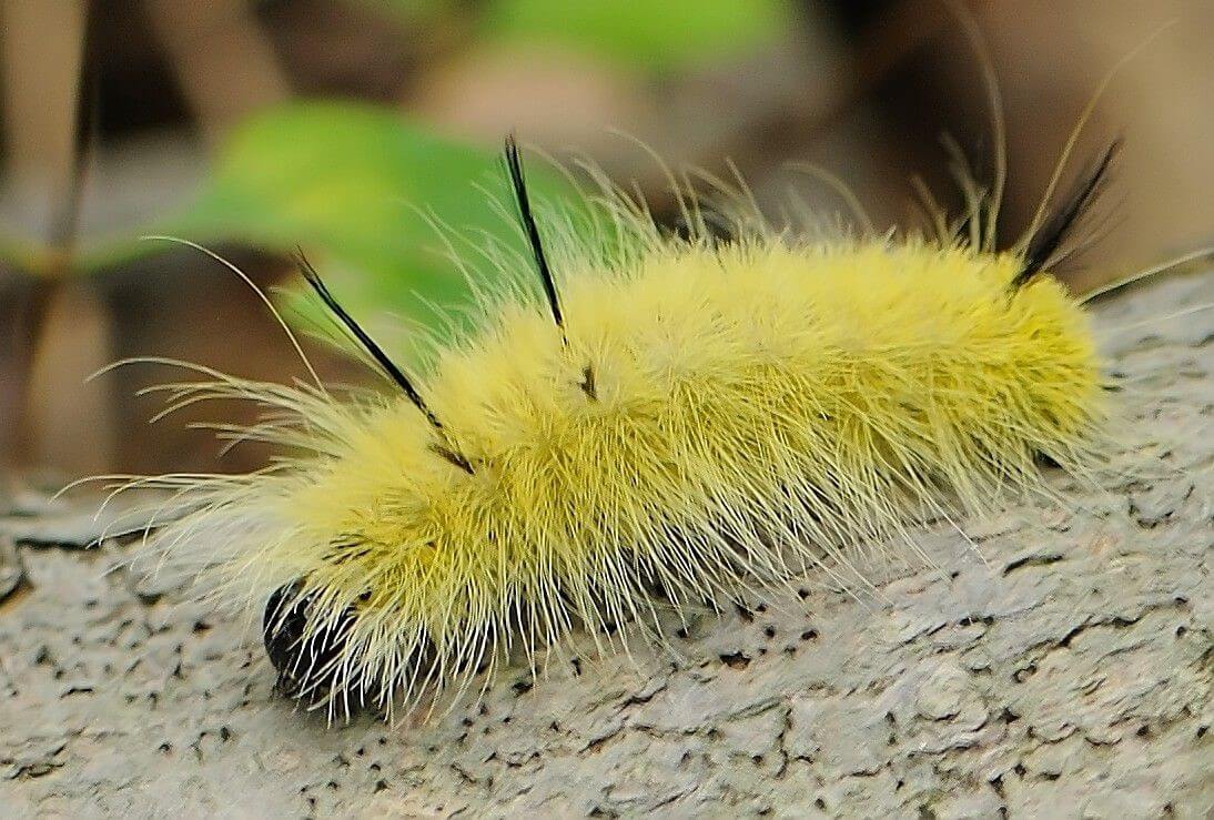 American Dagger Moth Caterpillar