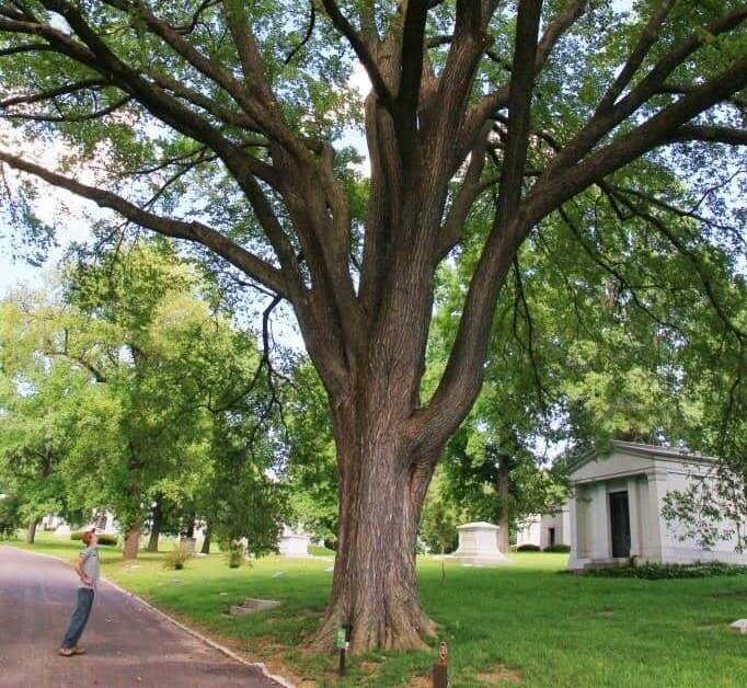 American Elm Tree (Ulmus Americana)