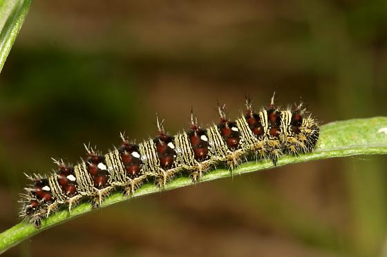 American Painted Lady Caterpillar