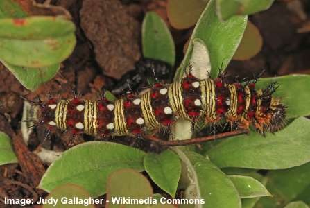 American Painted Lady Caterpillar