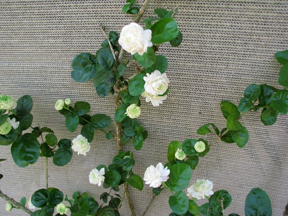 Arabian Jasmine