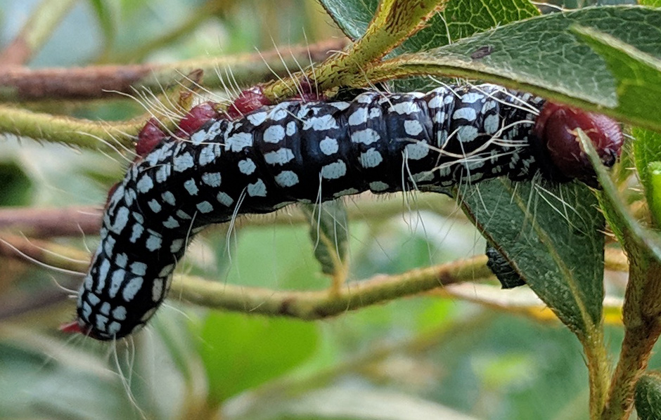 Azalea Caterpillar