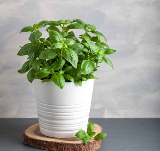 Basil (Ocimum basilicum)