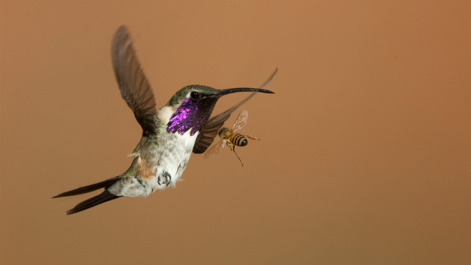 Battling Bees at Hummingbird Feeders