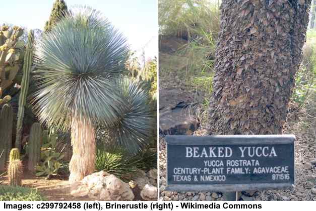 Beaked Yucca Plant
