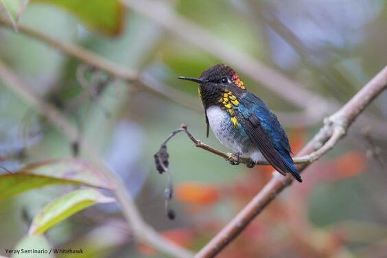 Bee Hummingbird