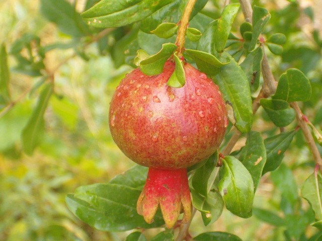 Best Climate and Site for Growing Pomegranates