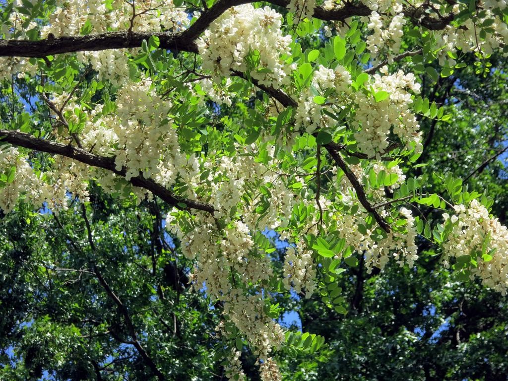 Black Locust Trees (Robinia pseudoacacia)