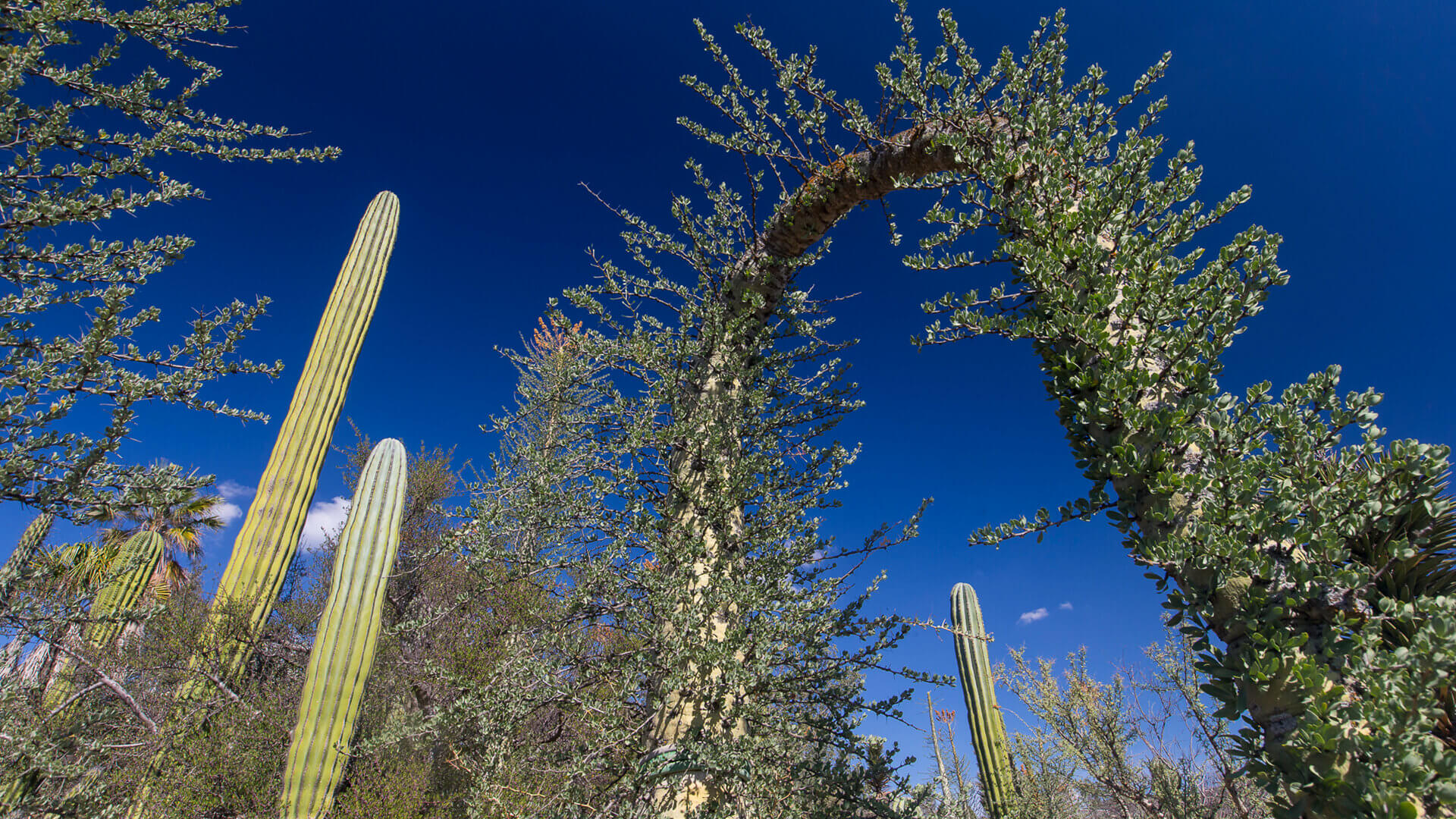 Boojum Tree (Fouquieria columnaris)