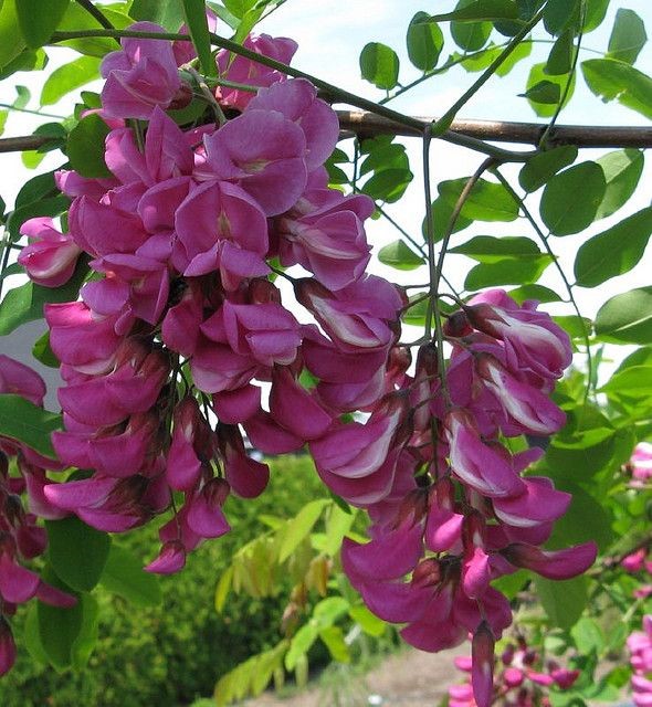 Bristly Locust Tree