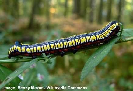 Brown Hooded Owlet Striped Caterpillar