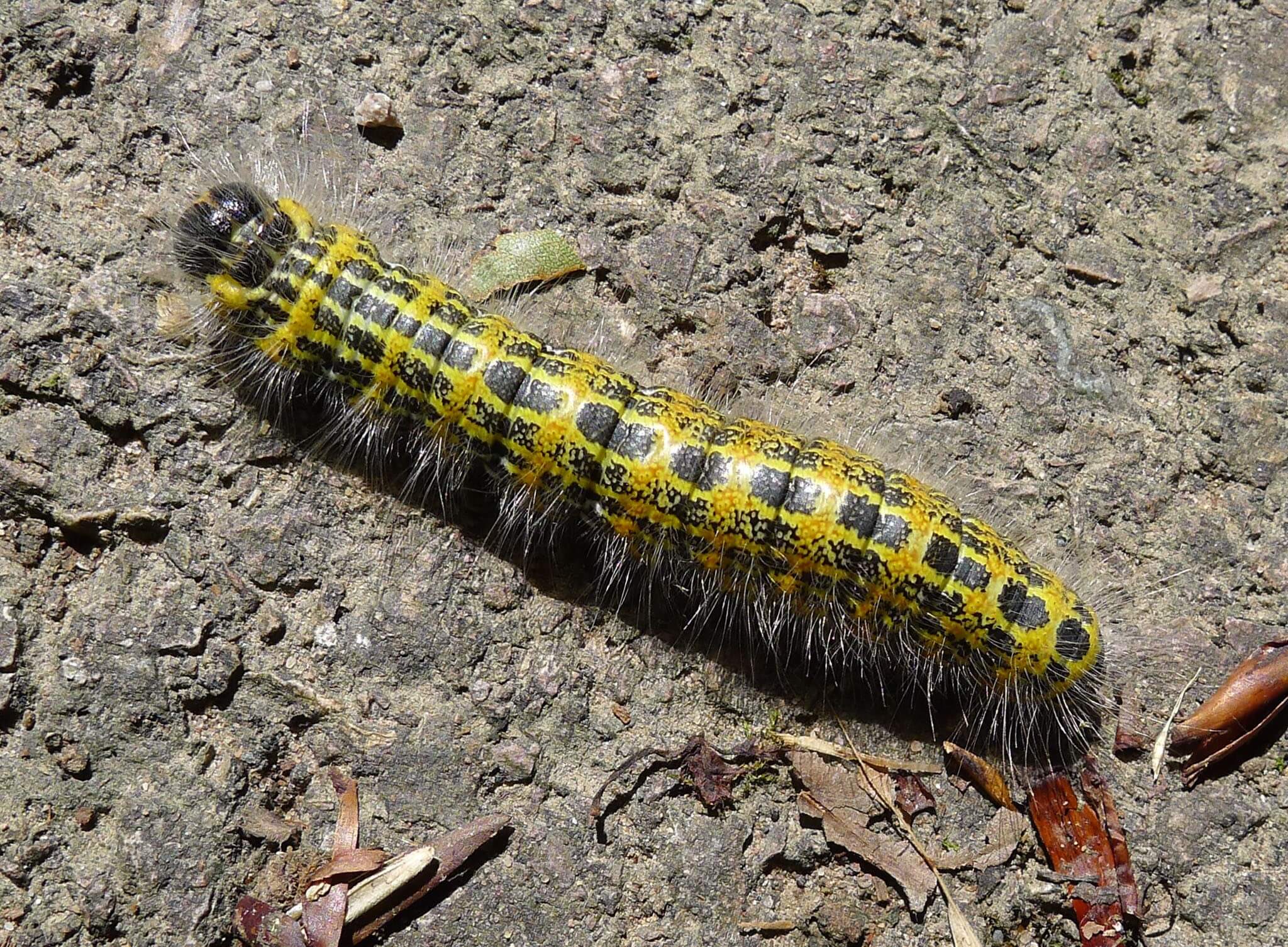 Buff-Tip Moth Caterpillar